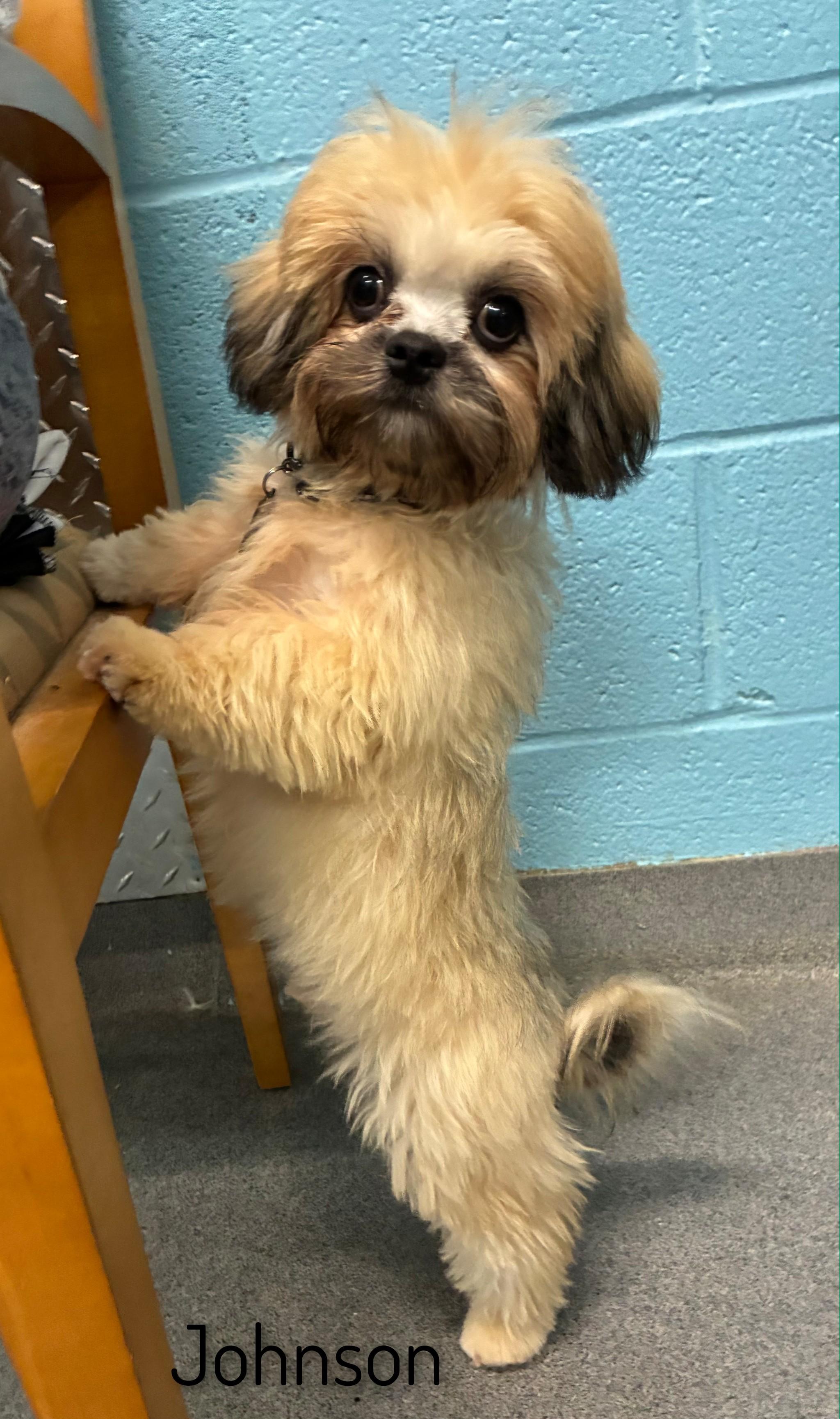 Enlarge Johnson, a Adopted Lhasa Apso in Fredericksburg, VA image 6/6