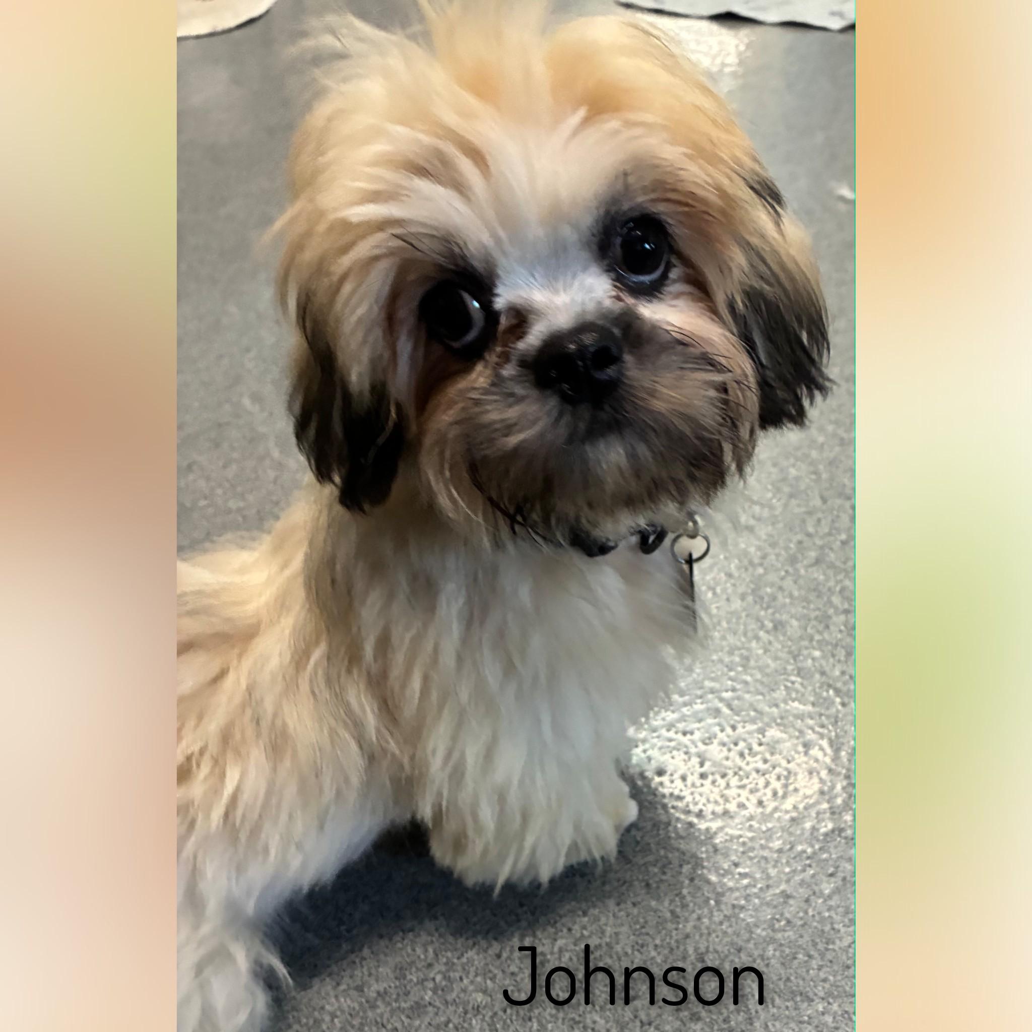 Enlarge Johnson, a Adopted Lhasa Apso in Fredericksburg, VA image 5/6
