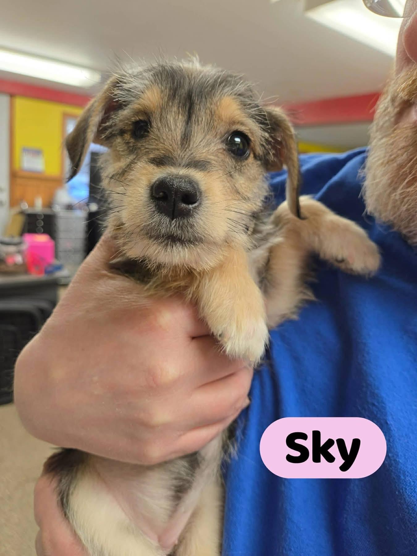 Enlarge Sky, an adoptable mixed breed in North Olmsted, OH image 2/3