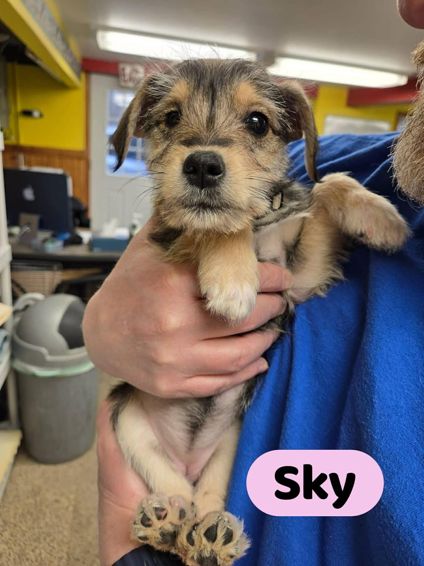 Enlarge Sky, an adoptable mixed breed in North Olmsted, OH image 3/3