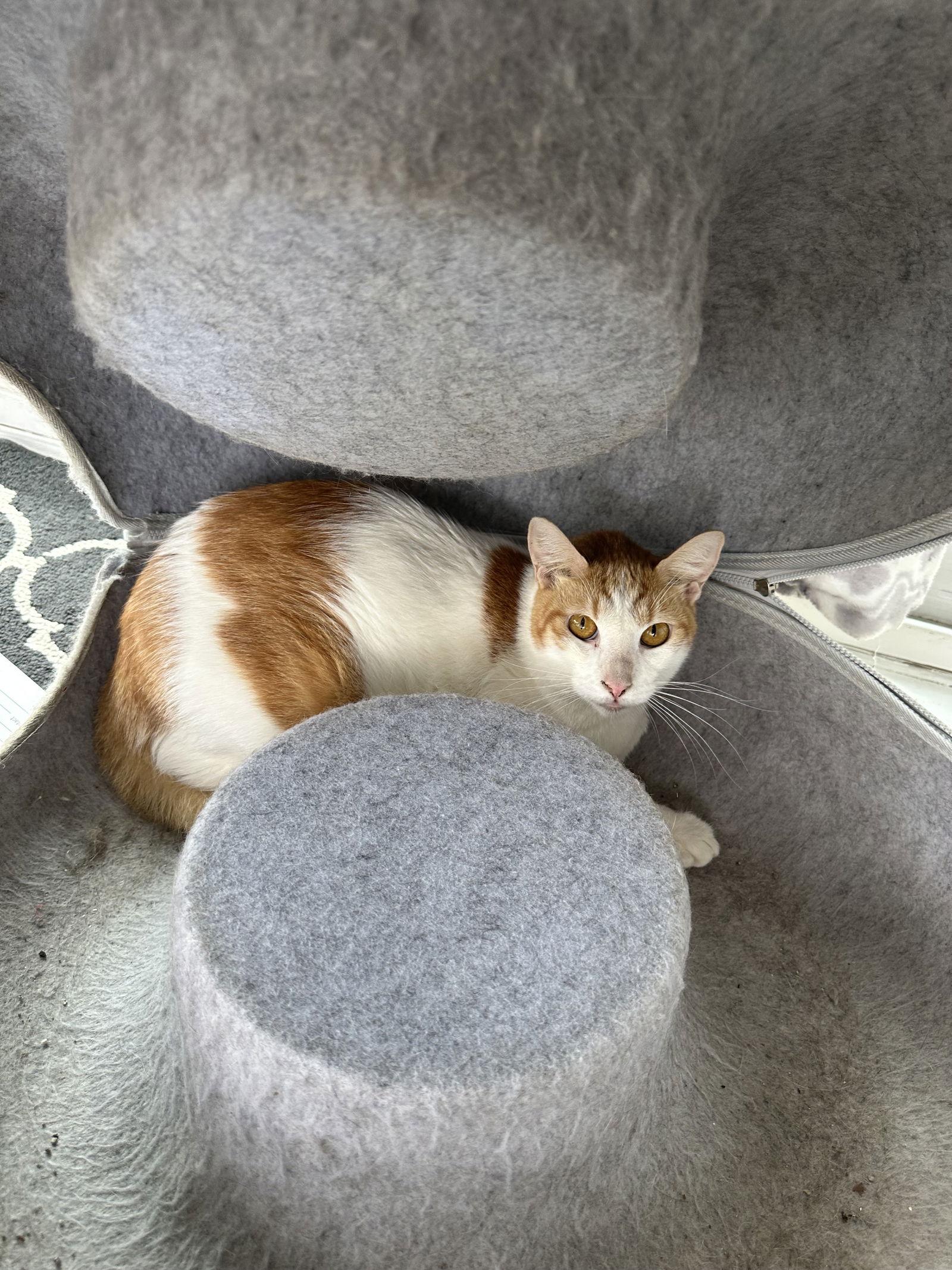 Apollo, Adoptable, Young Male Tabby & Domestic Short Hair.