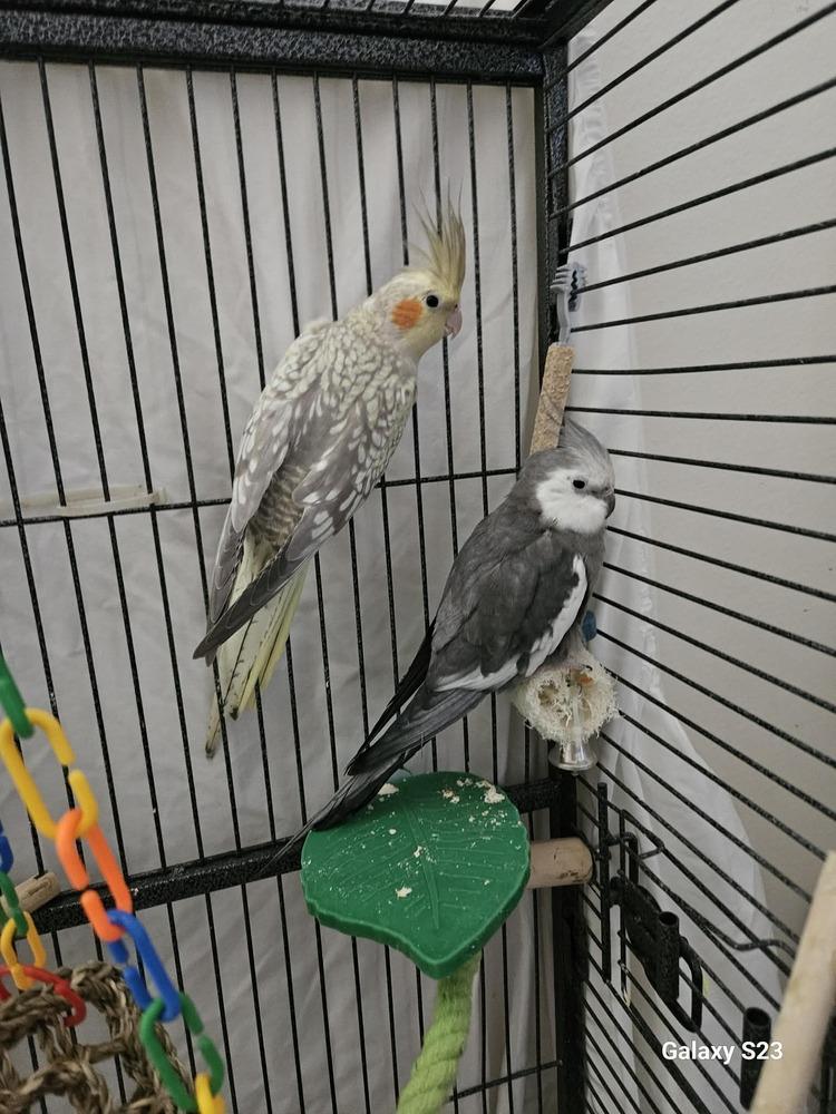 Enlarge Tatum (to be adopted with best friend Teegan), a Adoptable Cockatiel in Pittsburgh, PA image 1/1