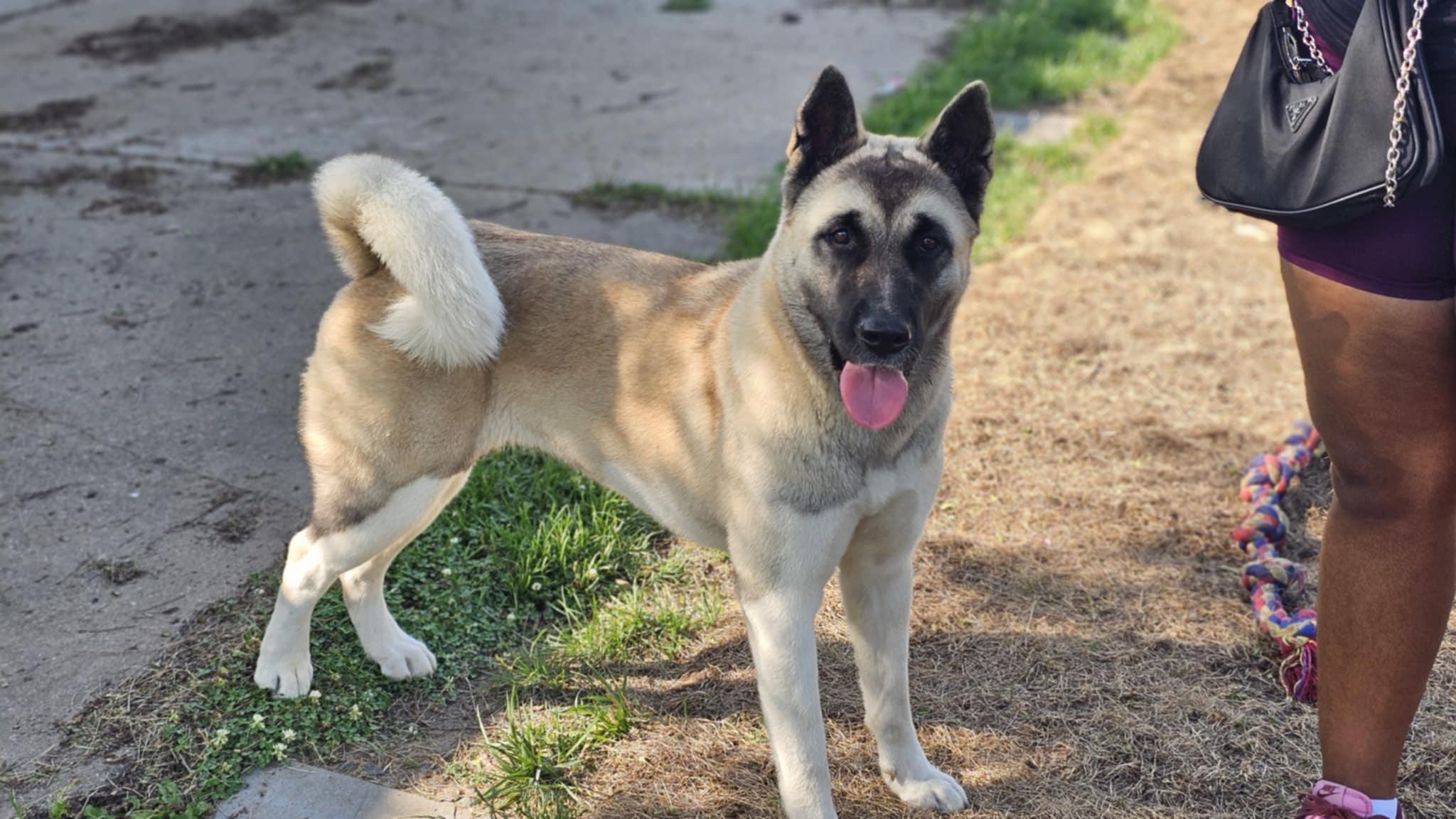 Enlarge Lena, a Adopted Akita in Chicago, IL image 4/5