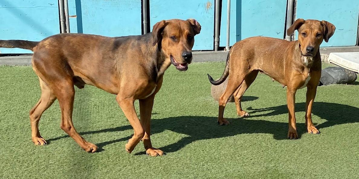 Enlarge Ember & Bailey (bonded pair), a ADOPTABLE mixed breed in Los Altos Hills, CA image 3/6