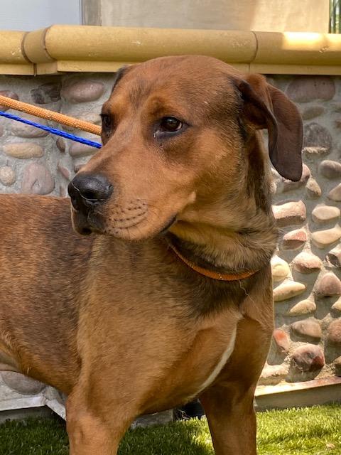 Ember & Bailey (bonded pair), ADOPTABLE, Adult Female Redbone Coonhound & Shepherd.
