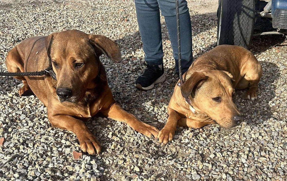 Enlarge Ember & Bailey (bonded pair), a ADOPTABLE mixed breed in Los Altos Hills, CA image 5/6