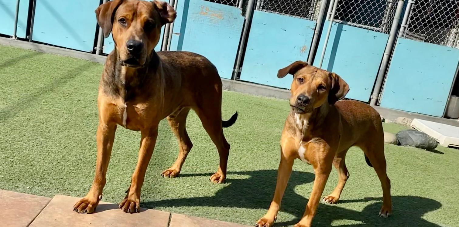 Enlarge Ember & Bailey (bonded pair), a ADOPTABLE mixed breed in Los Altos Hills, CA image 4/6