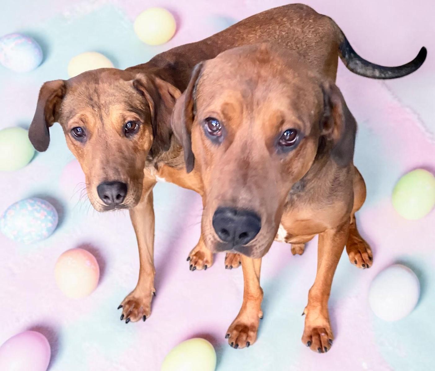 Enlarge Ember & Bailey (bonded pair), a ADOPTABLE mixed breed in Los Altos Hills, CA image 2/6
