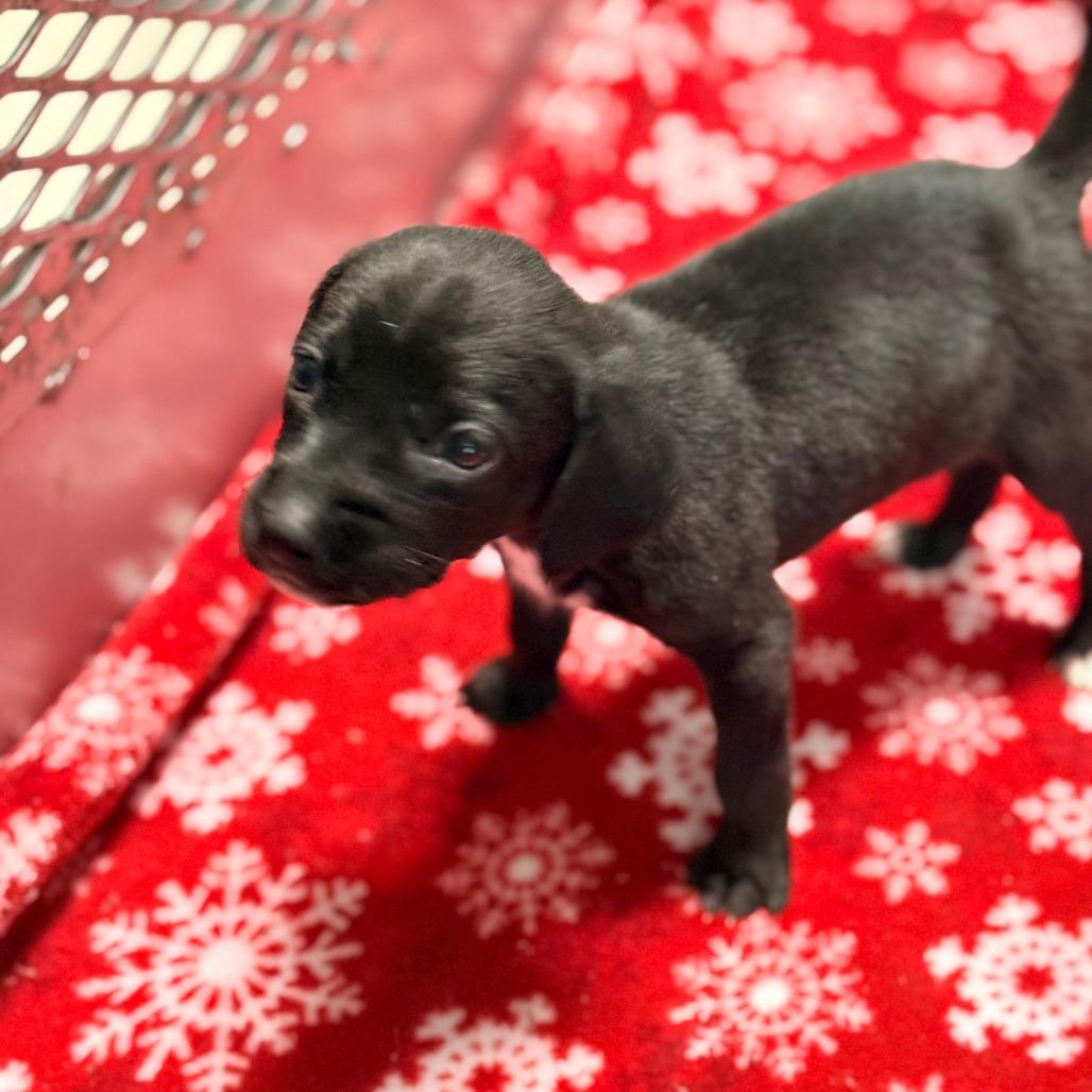 Enlarge Nova, a Adoptable Mixed Breed in Chariton, IA image 1/1