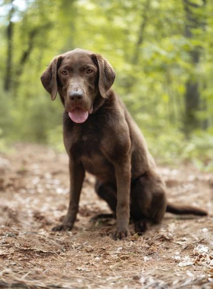 Emmie, Adoptable, Adult Female Labrador Retriever & Mixed Breed.