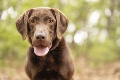 Emmie, a Adoptable mixed breed in Lowell, MA image 2/3