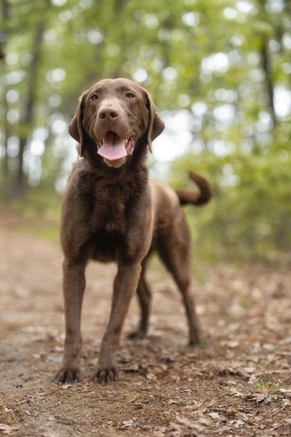 Emmie, a Adoptable mixed breed in Lowell, MA image 3/3