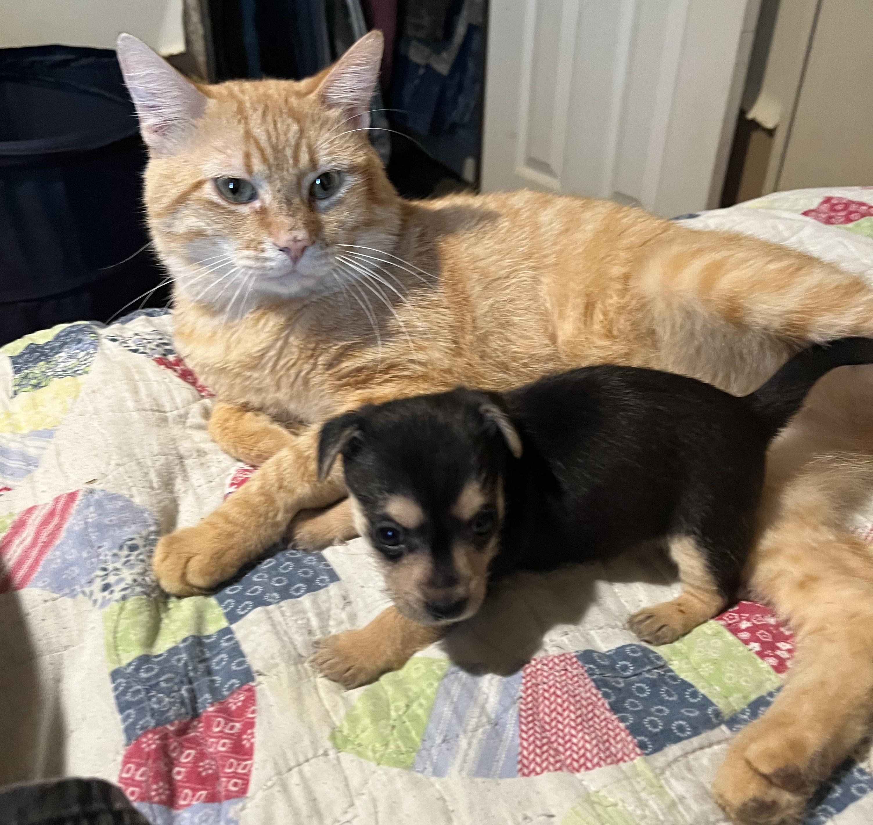 Bean — thumbnail 3