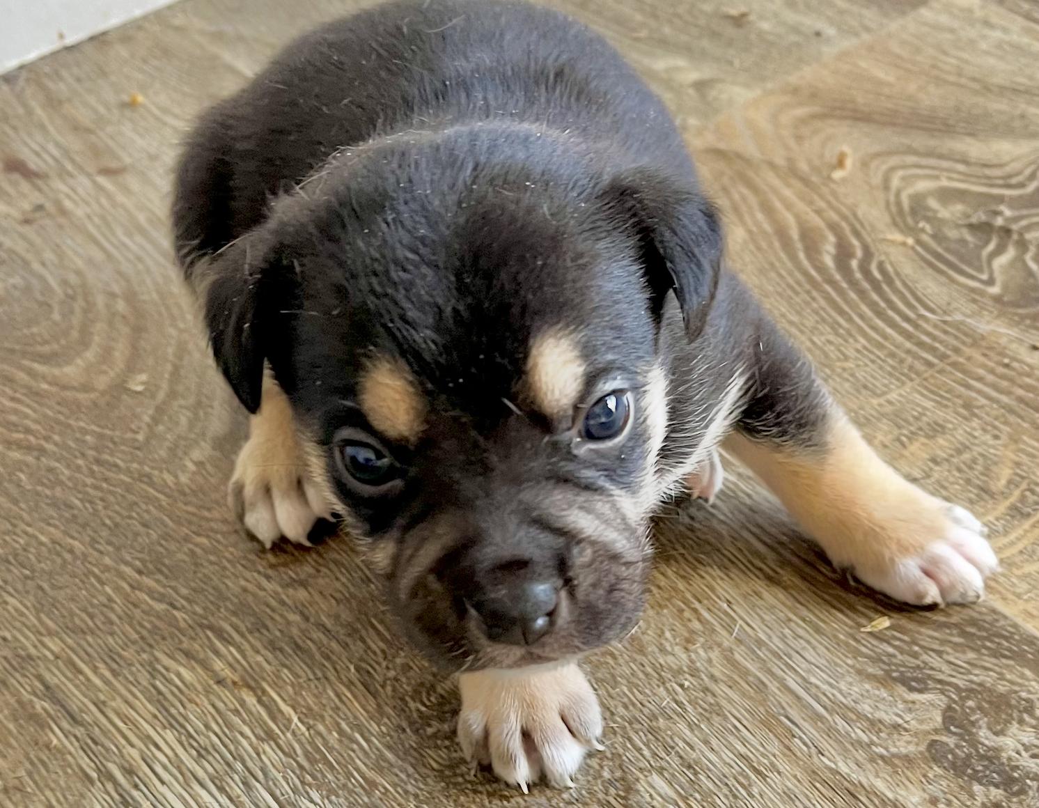 Bean — thumbnail 4