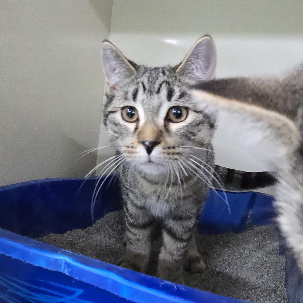 Jim Bob 26-046, Adoptable, Kitten Male Domestic Short Hair.