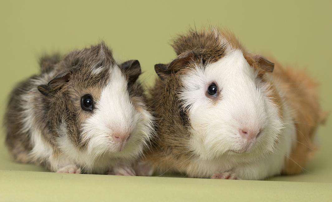 Enlarge Pumpkin and Patch, a Adoptable mixed breed in Chicago, IL image 2/6
