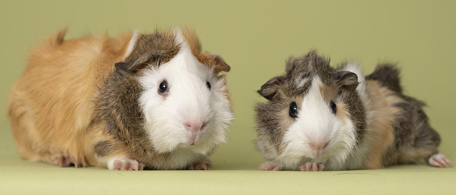 Enlarge Pumpkin and Patch, a Adoptable mixed breed in Chicago, IL image 6/6