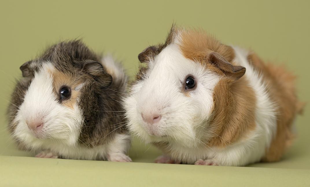 Enlarge Pumpkin and Patch, a Adoptable mixed breed in Chicago, IL image 3/6