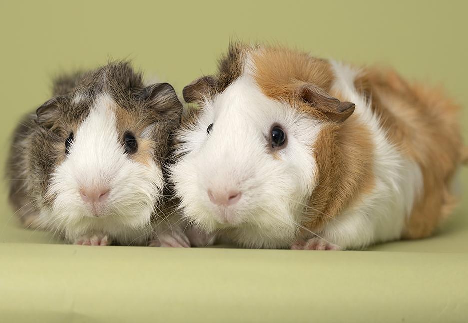 Enlarge Pumpkin and Patch, a Adoptable mixed breed in Chicago, IL image 1/6