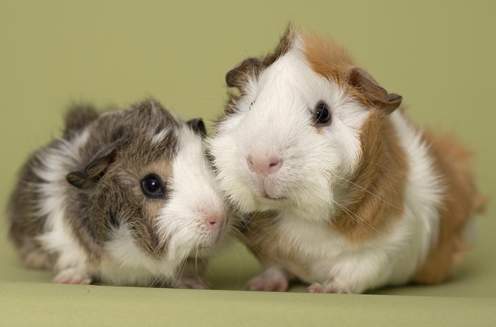 Enlarge Pumpkin and Patch, a Adoptable mixed breed in Chicago, IL image 4/6