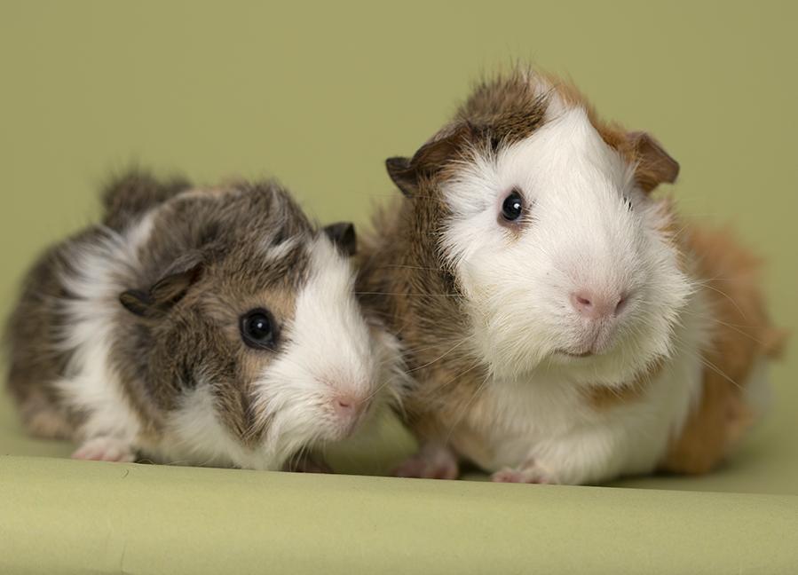 Enlarge Pumpkin and Patch, a Adoptable mixed breed in Chicago, IL image 5/6