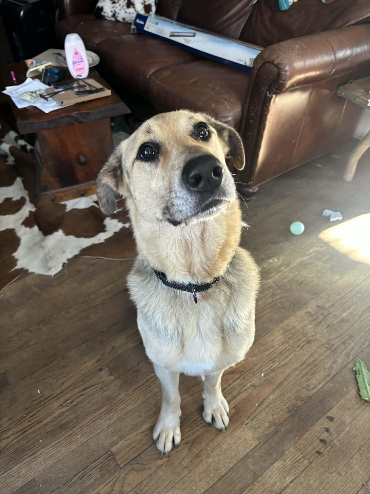 Axel, adopted, Senior Male Shepherd.