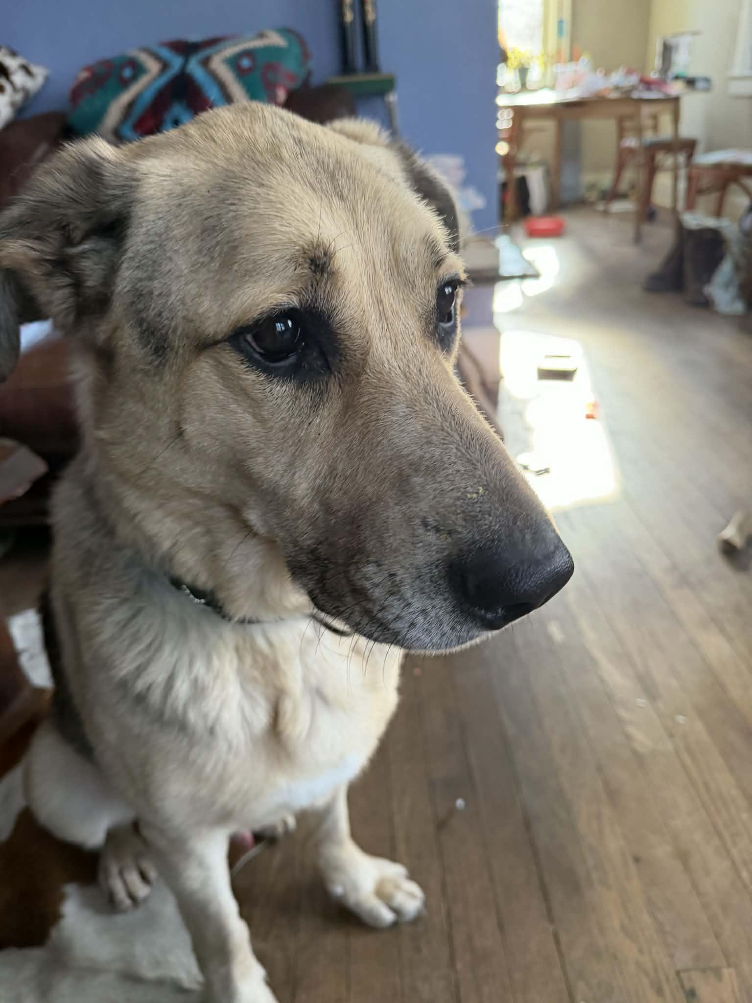 Enlarge Axel, an adoptable mixed breed in Pittsfield, MA image 2/2