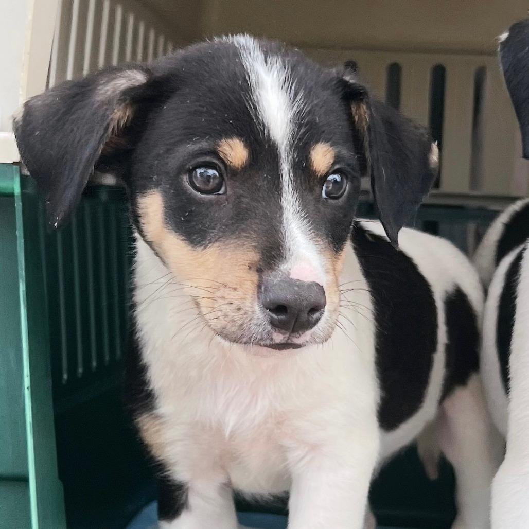 Shadow (Huko), Adoptable, Puppy Male Mixed Breed.