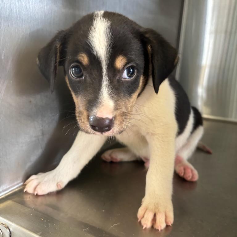Shadow (Huko), a Adoptable Mixed Breed in Ferndale, WA image 2/3