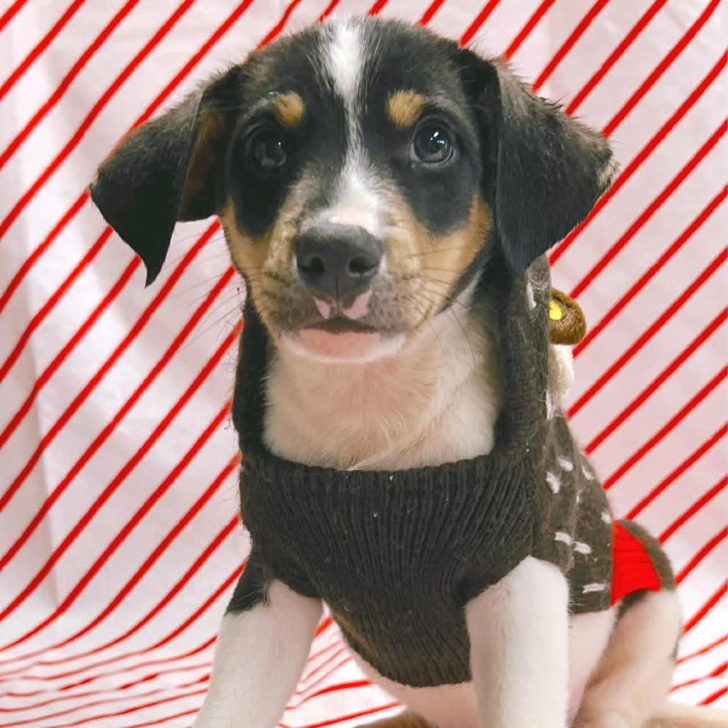 Shadow (Huko), a Adoptable Mixed Breed in Ferndale, WA image 3/3