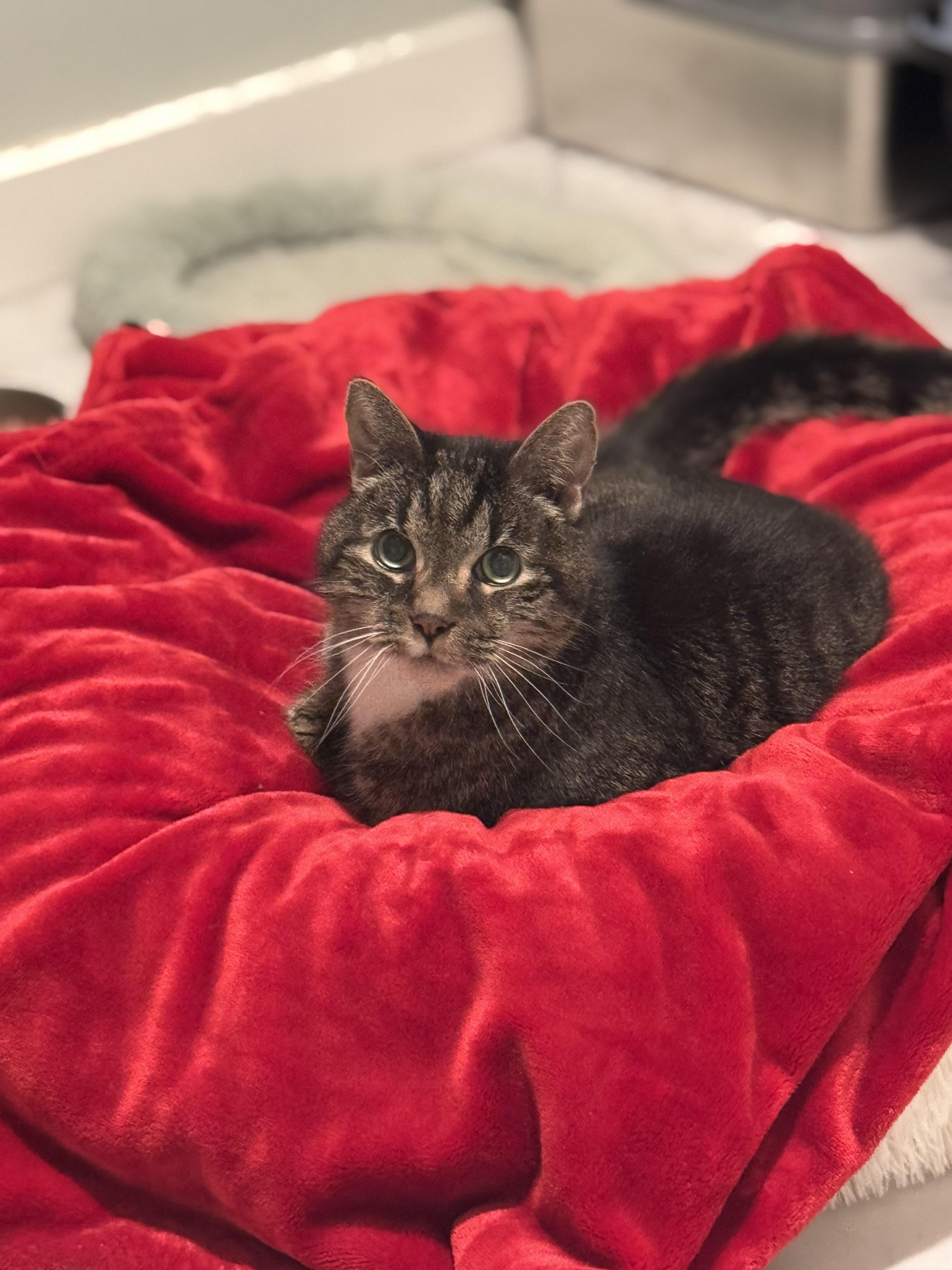 MO, Senior Male Tabby