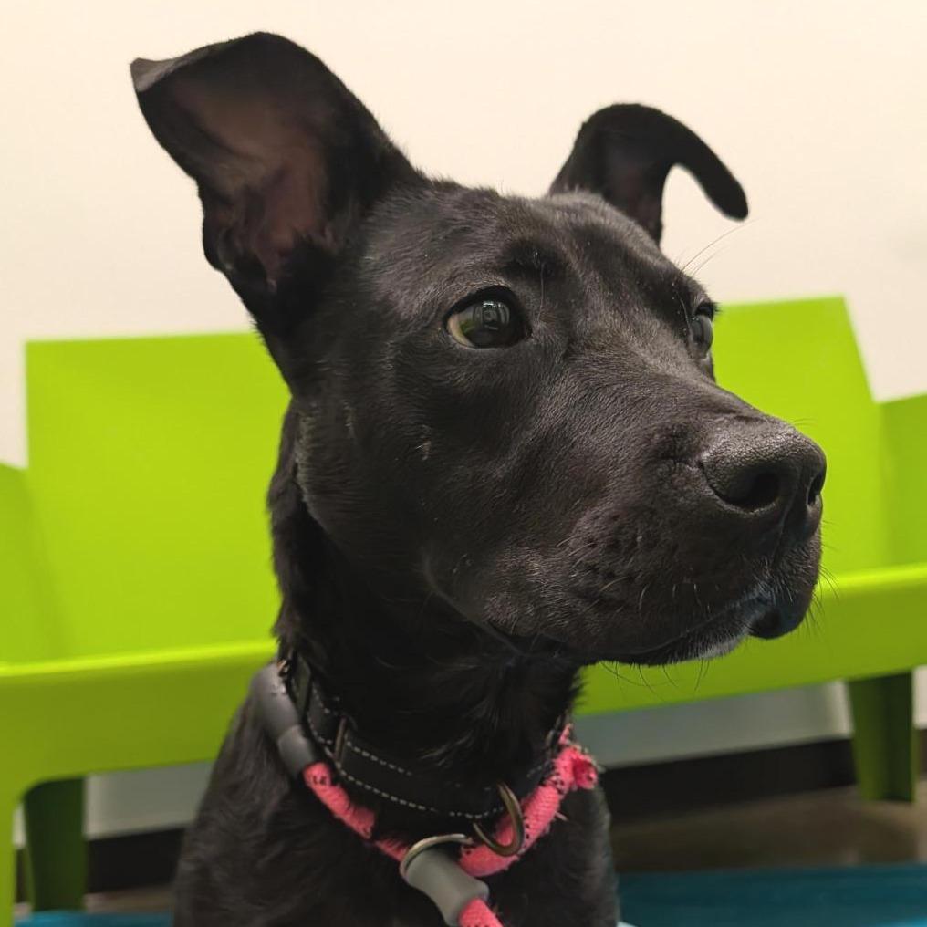 Herman, Adoptable, Adult Male Mixed Breed.