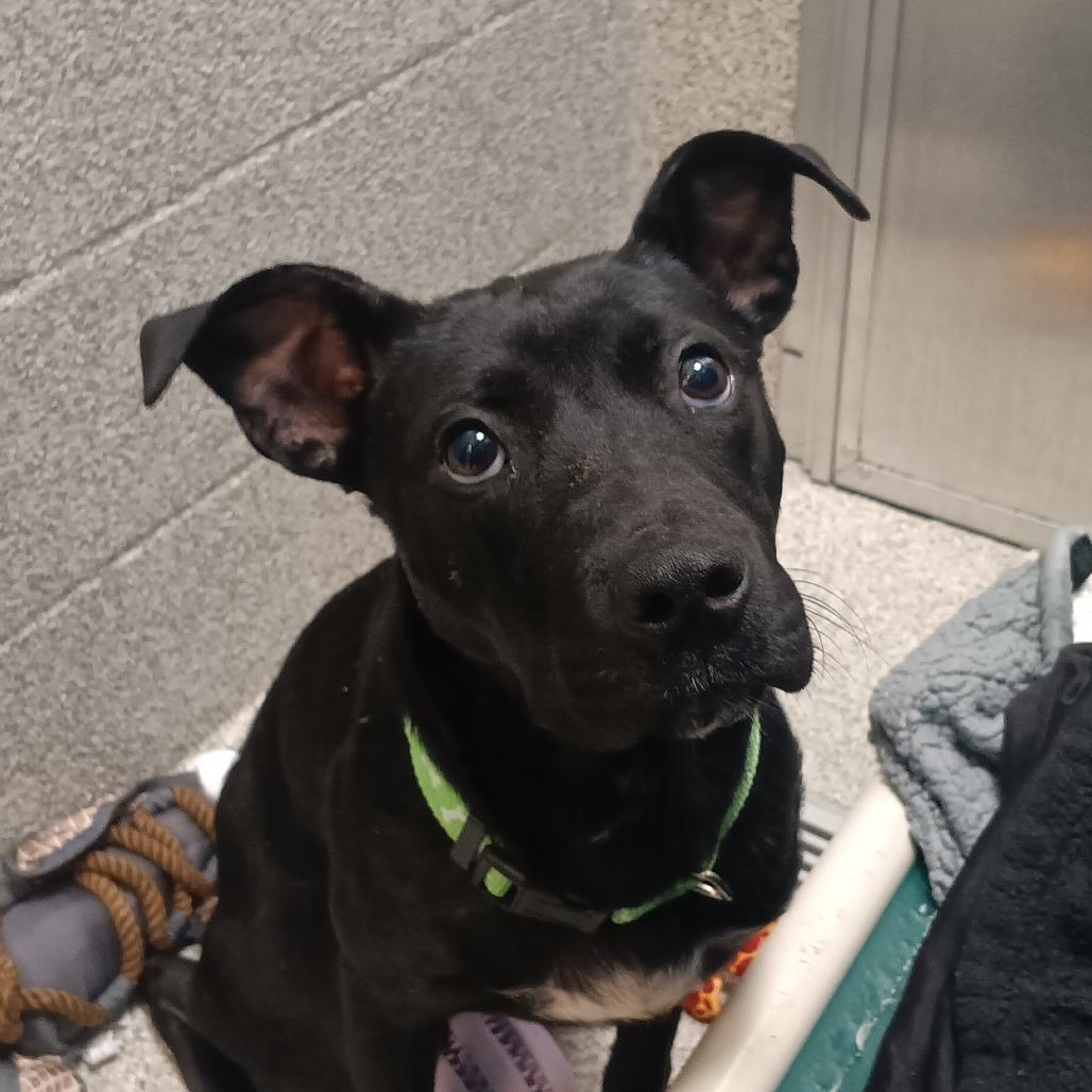 Enlarge Herman, a Adoptable Mixed Breed in Washington Township, OH image 2/5