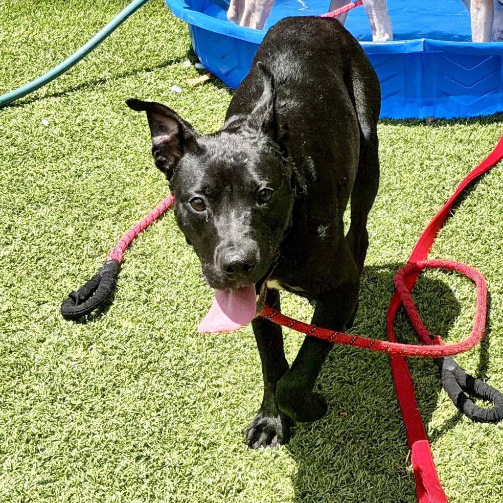 Enlarge Herman, a Adoptable Mixed Breed in Washington Township, OH image 3/5