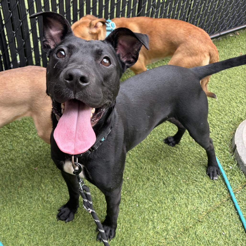Enlarge Herman, a Adoptable Mixed Breed in Washington Township, OH image 3/6