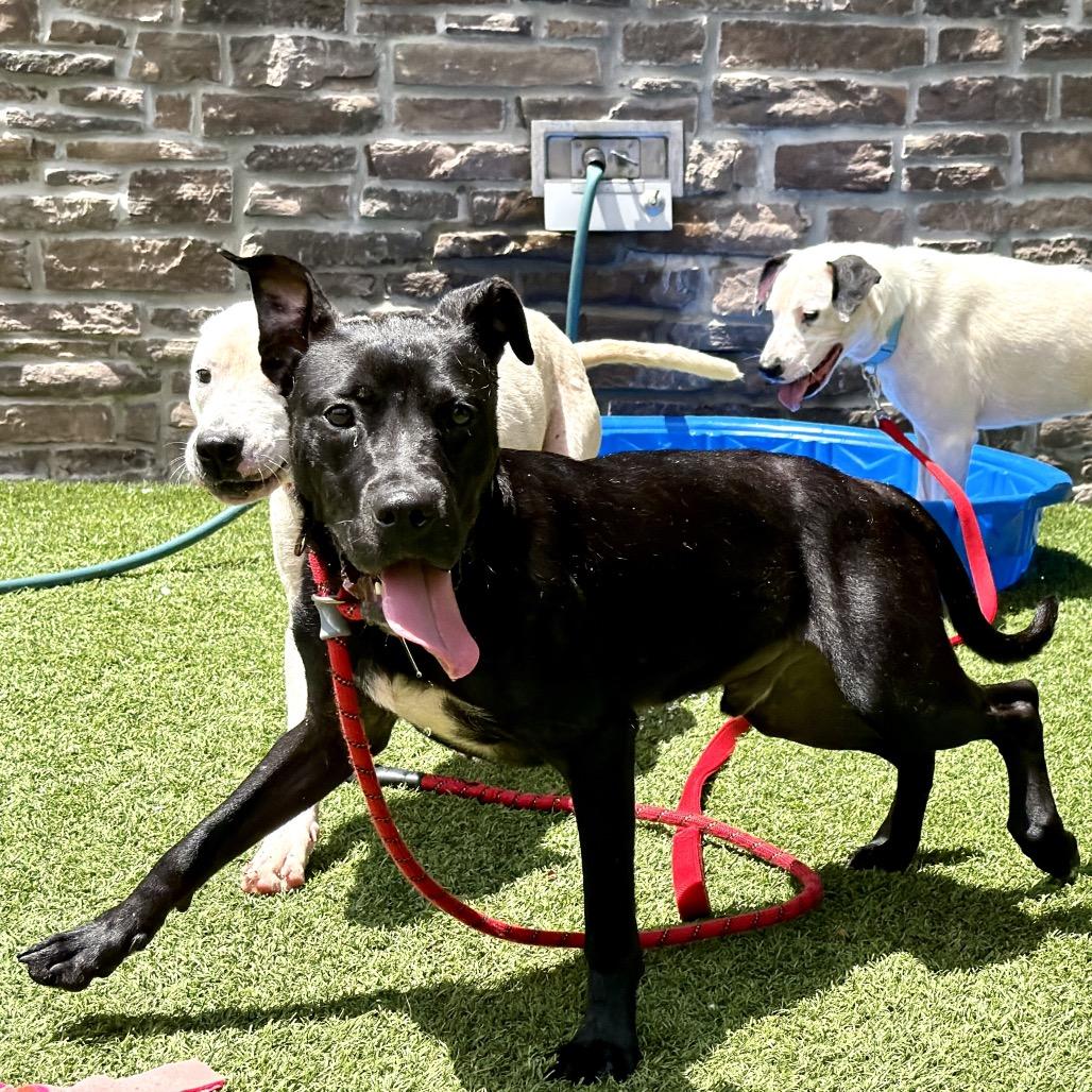 Enlarge Herman, a Adoptable Mixed Breed in Washington Township, OH image 4/5