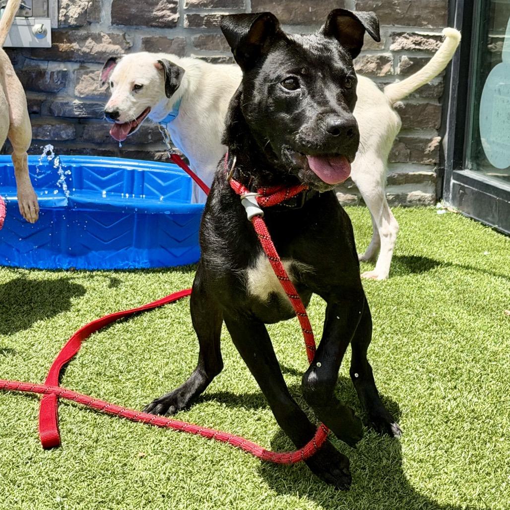 Enlarge Herman, a Adoptable Mixed Breed in Washington Township, OH image 5/5