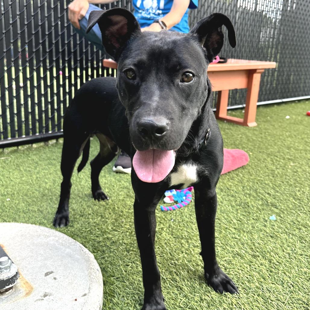 Enlarge Herman, a Adoptable Mixed Breed in Washington Township, OH image 6/6