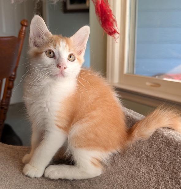 Enlarge Clyde, a Adopted Domestic Short Hair in Smithfield, NC image 1/5