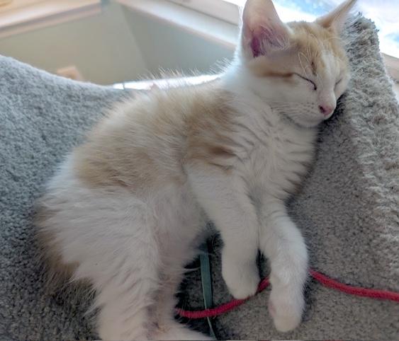 Enlarge Clyde, a Adopted Domestic Short Hair in Smithfield, NC image 5/5