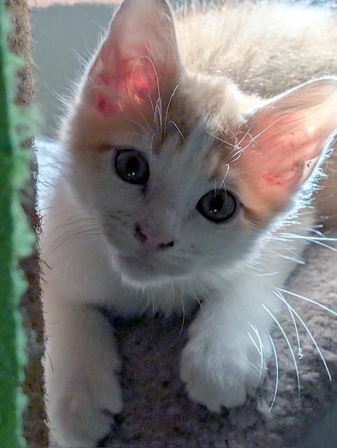 Enlarge Clyde, a Adopted Domestic Short Hair in Smithfield, NC image 3/5