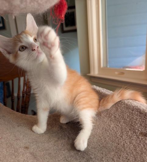 Enlarge Clyde, a Adopted Domestic Short Hair in Smithfield, NC image 2/5