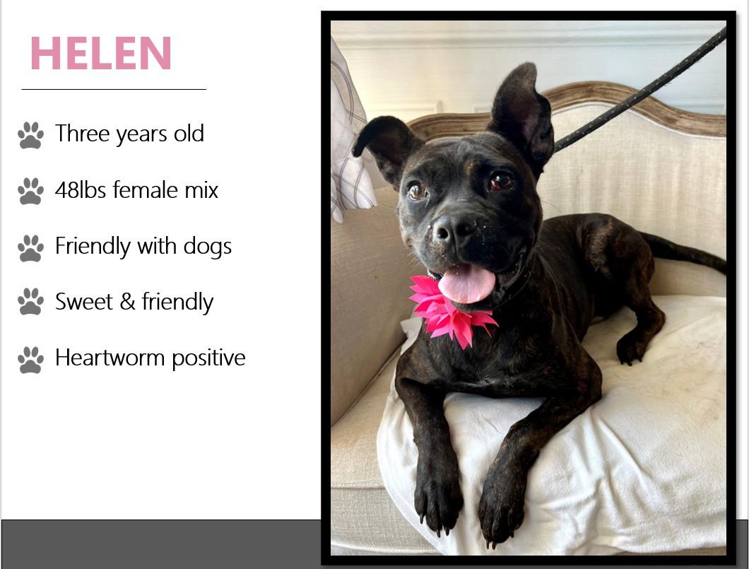 Foster HELEN! photo 2