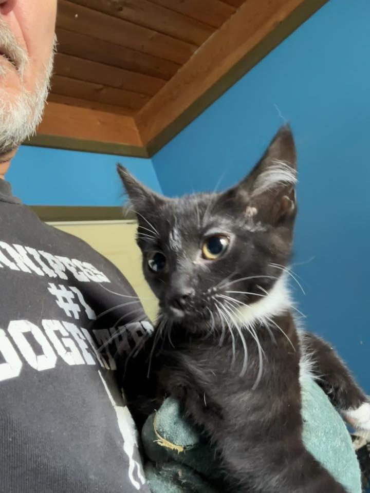Caufield, ADOPTABLE, Kitten Male Tuxedo.