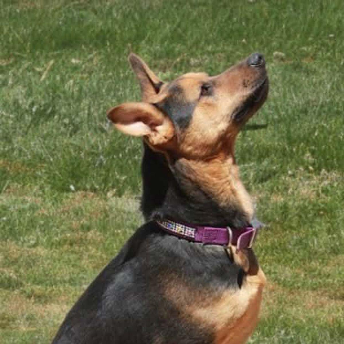 Keeper, Adoptable, Adult Male Shepherd.