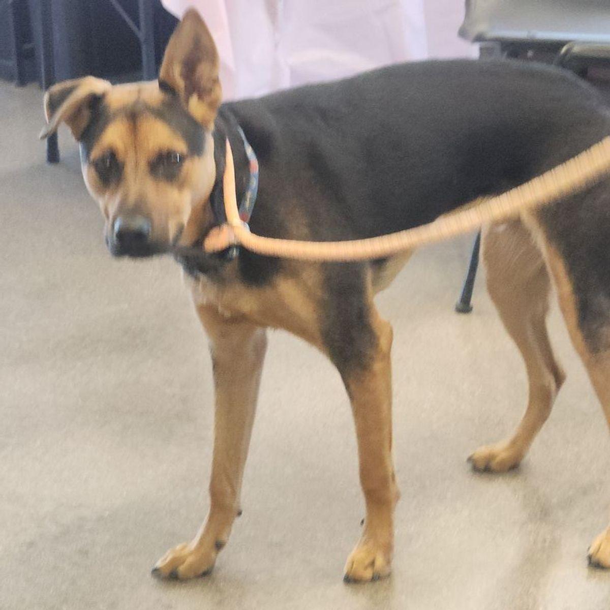 Keeper, a Adoptable Shepherd in Kingman, AZ image 2/2
