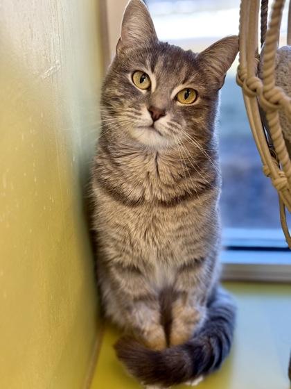 Enlarge Roisin, an adopted Domestic Short Hair in Downers Grove, IL image 1/3