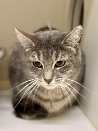 Enlarge Roisin, an adopted Domestic Short Hair in Downers Grove, IL image 2/3