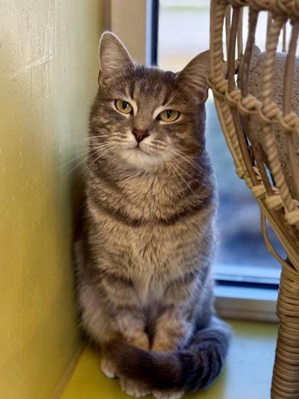 Enlarge Roisin, an adopted Domestic Short Hair in Downers Grove, IL image 3/3