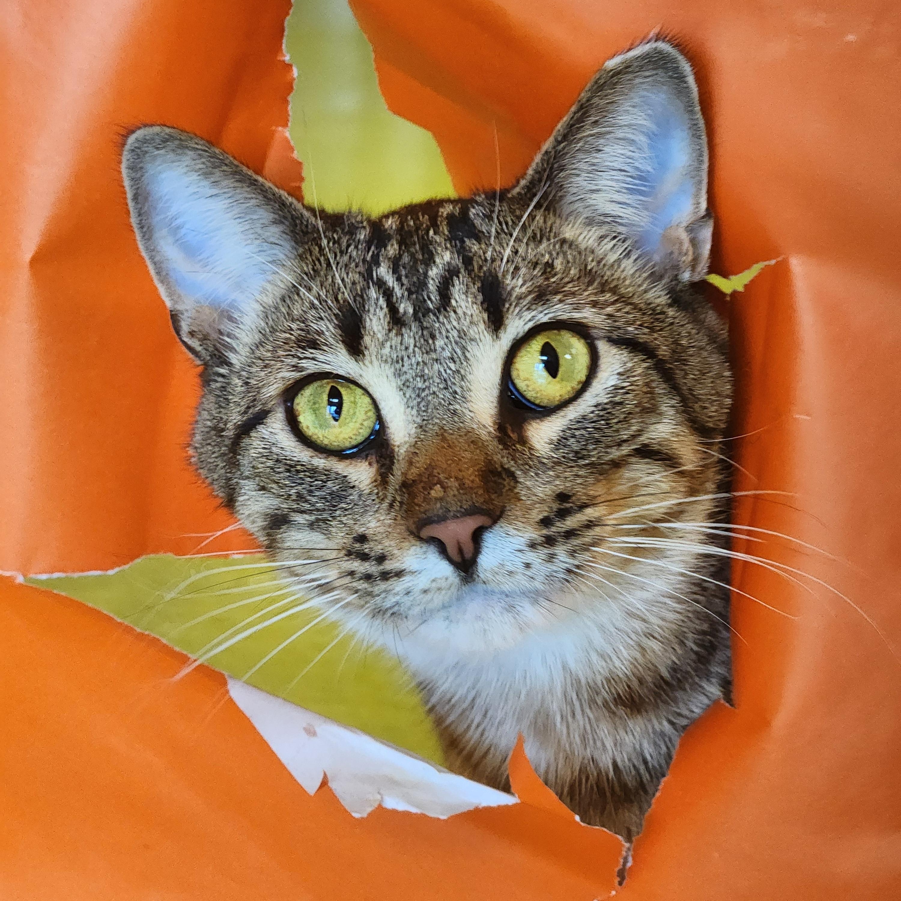 Bob (aka Bobby Boy & Bob-a-lot), Adoptable, Adult Male Domestic Short Hair.